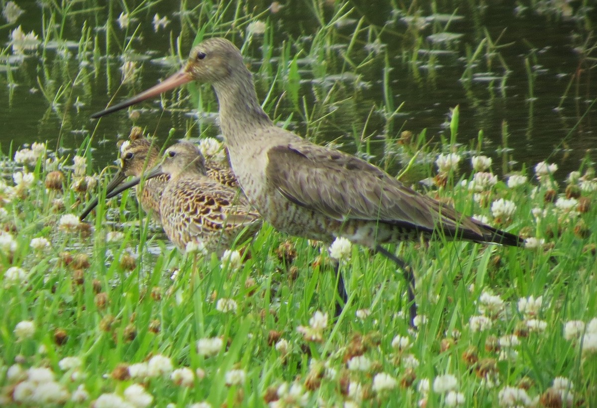 Hudsonian Godwit - ML619208817