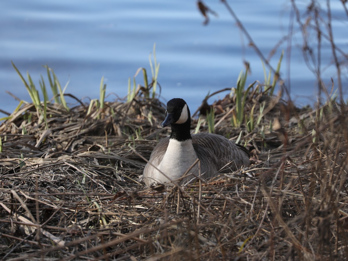 Canada Goose - Owen Morgan