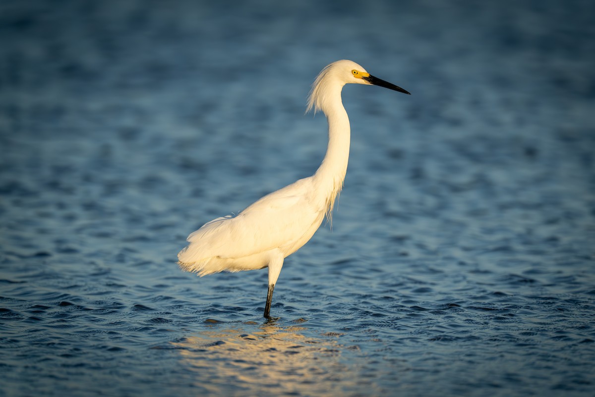 Snowy Egret - sam johnson