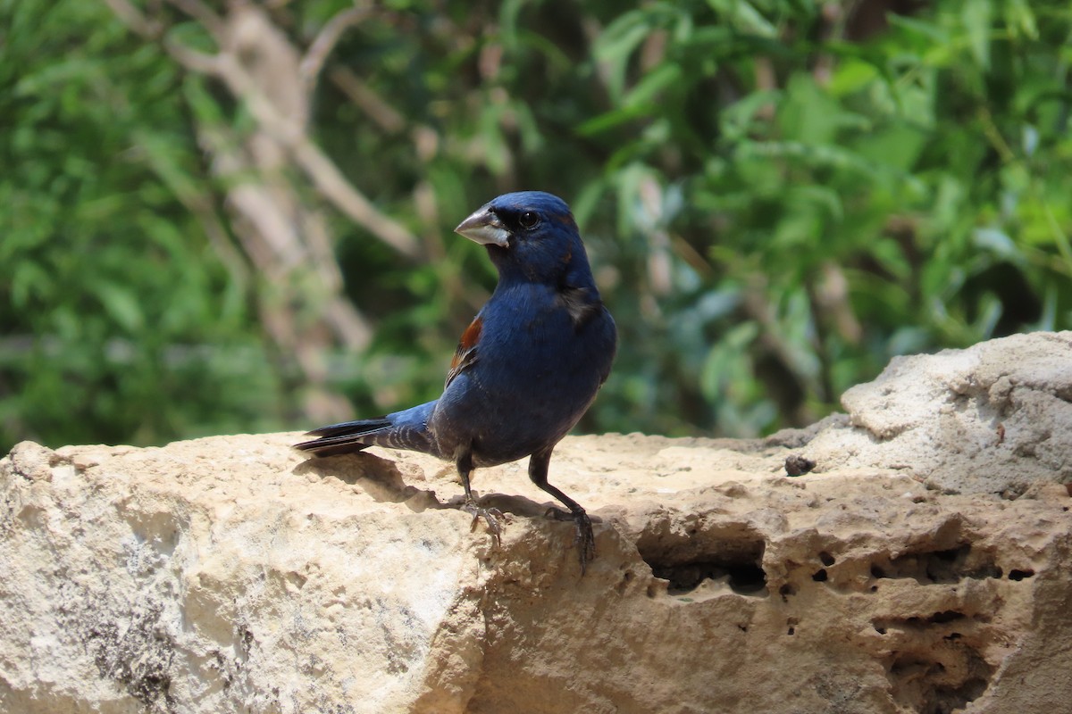 Blue Grosbeak - David Brinkman