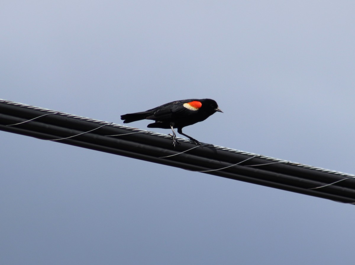 Red-winged Blackbird - Cindy Grimes