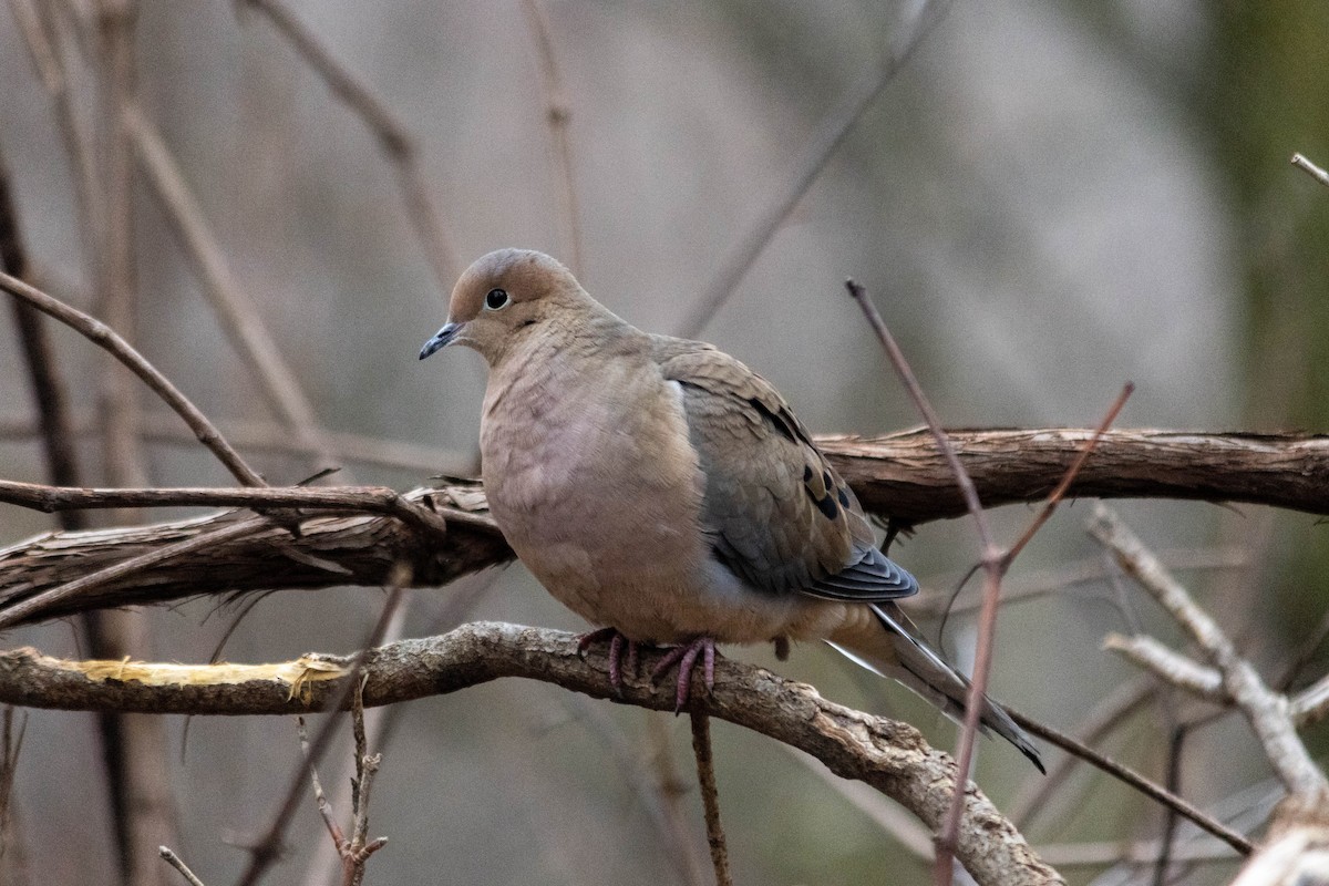 Mourning Dove - Yifei Ma