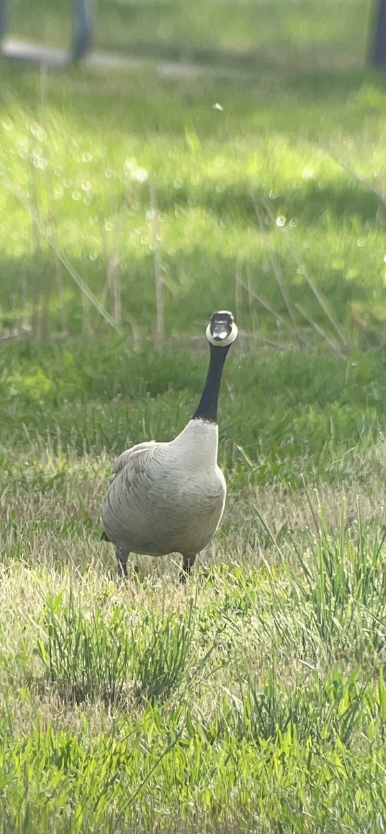 Canada Goose (moffitti/maxima) - Beth  Cottam