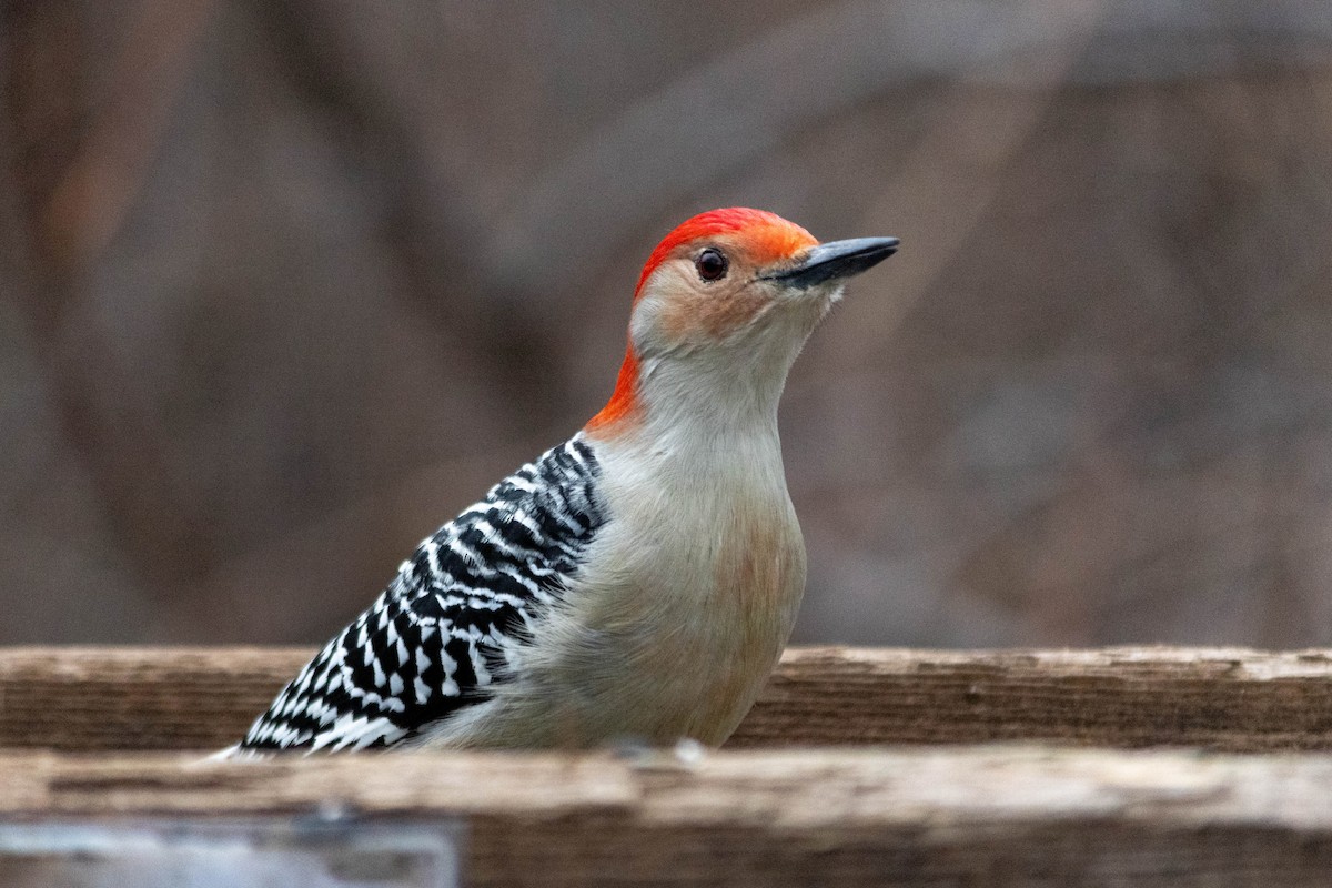 Red-bellied Woodpecker - Yifei Ma