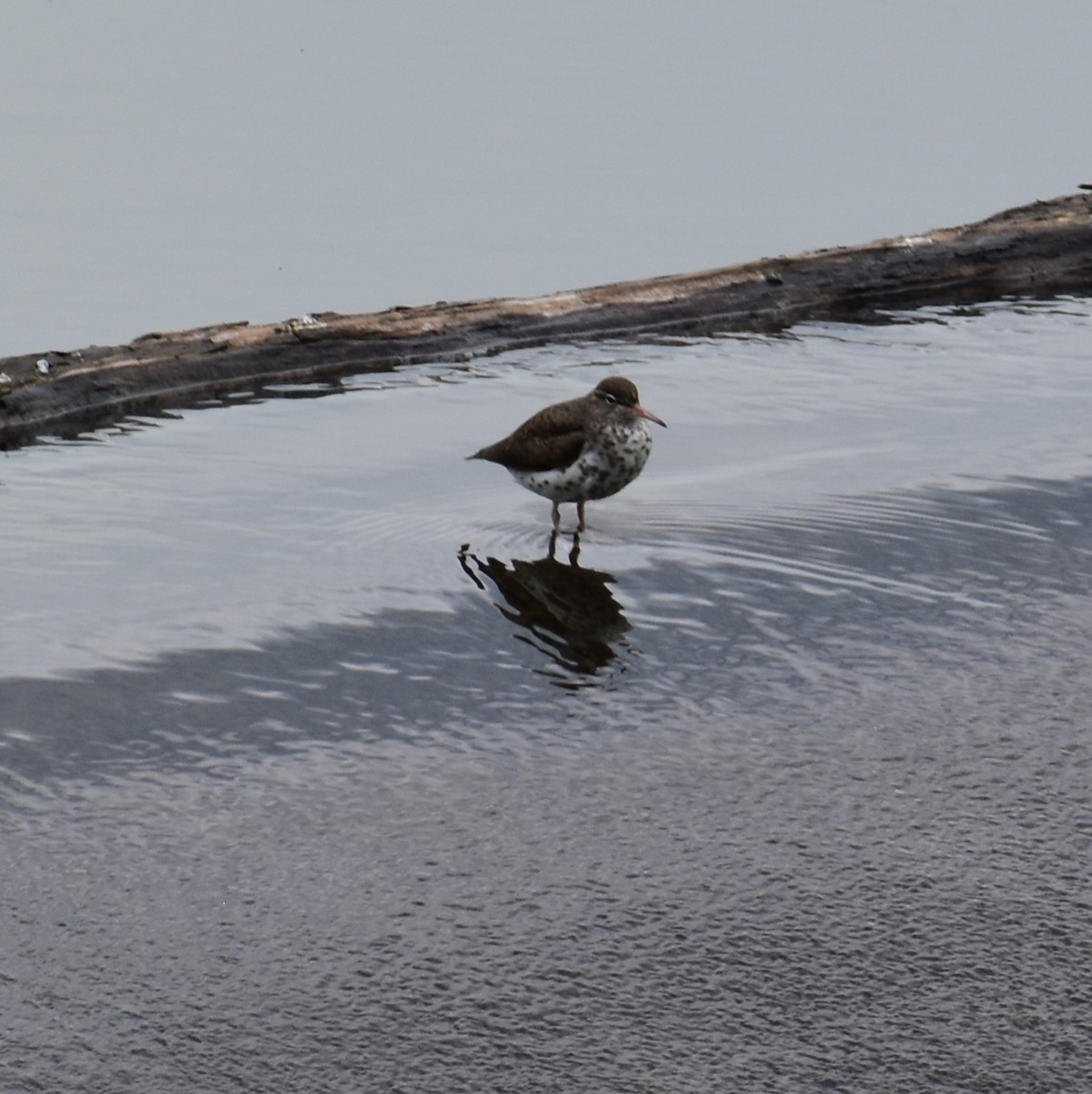 Spotted Sandpiper - Till Dohse