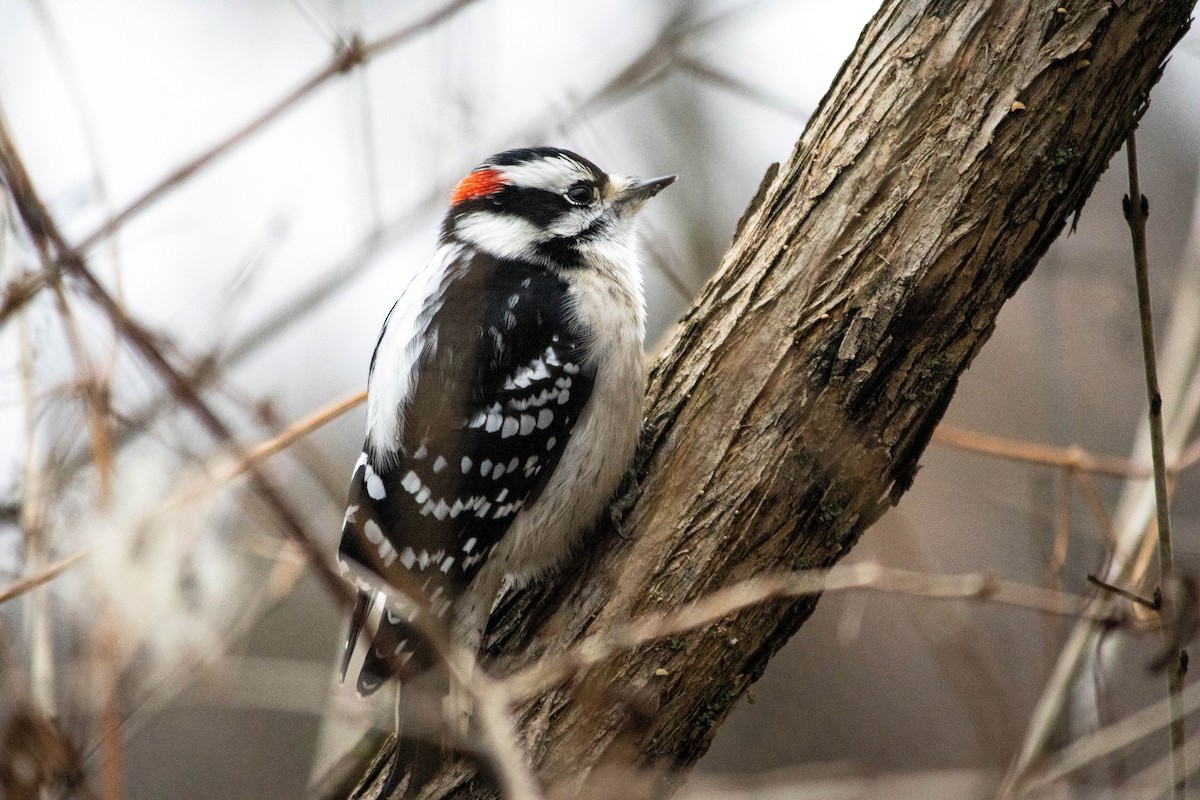 Downy Woodpecker - Yifei Ma