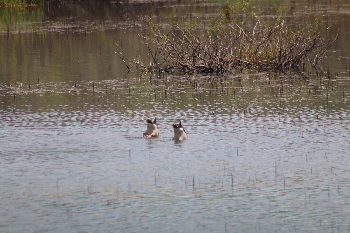 Mallard - Cindy Grimes