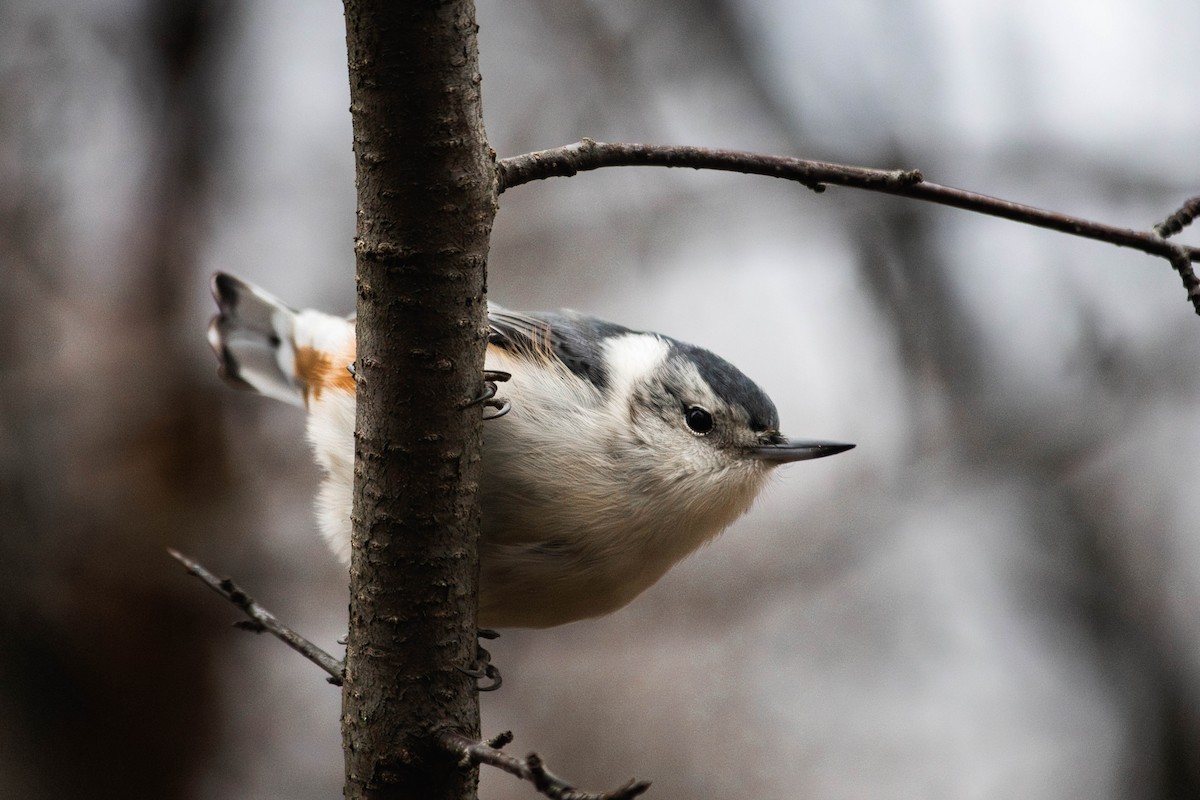 White-breasted Nuthatch - Yifei Ma