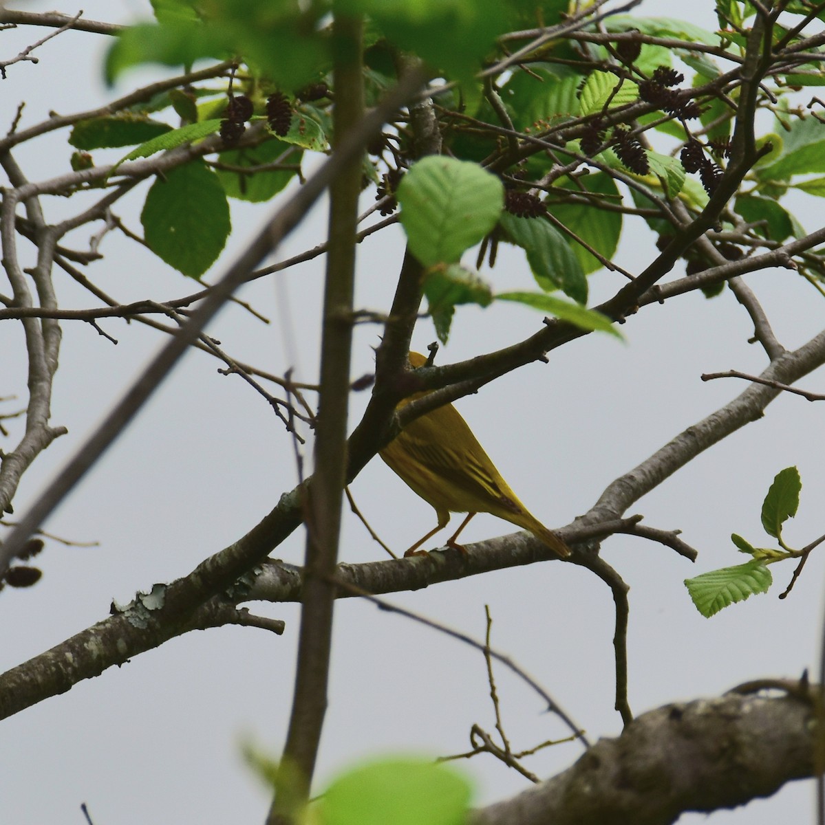 Yellow Warbler - Till Dohse