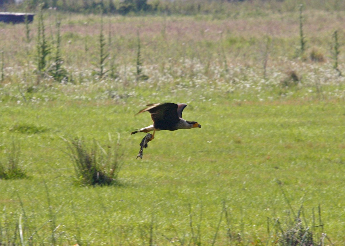 Crested Caracara (Northern) - William Clark