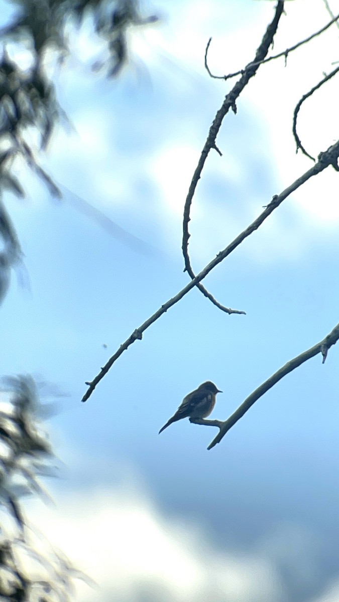 Western Wood-Pewee - Beth  Cottam