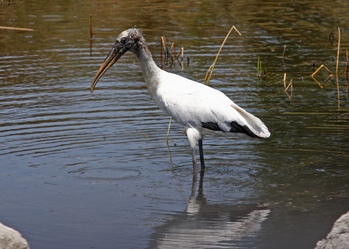 Wood Stork - William Clark