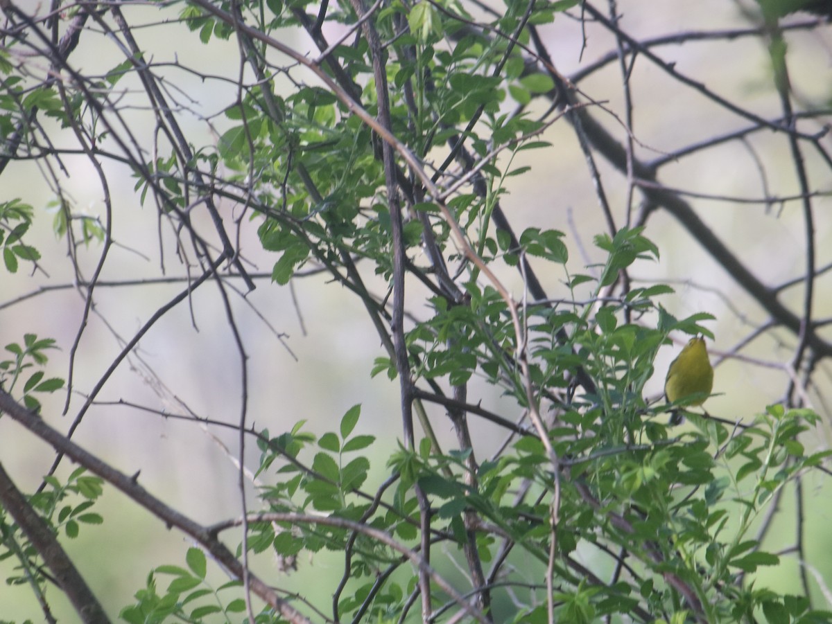 Wilson's Warbler - John Loch