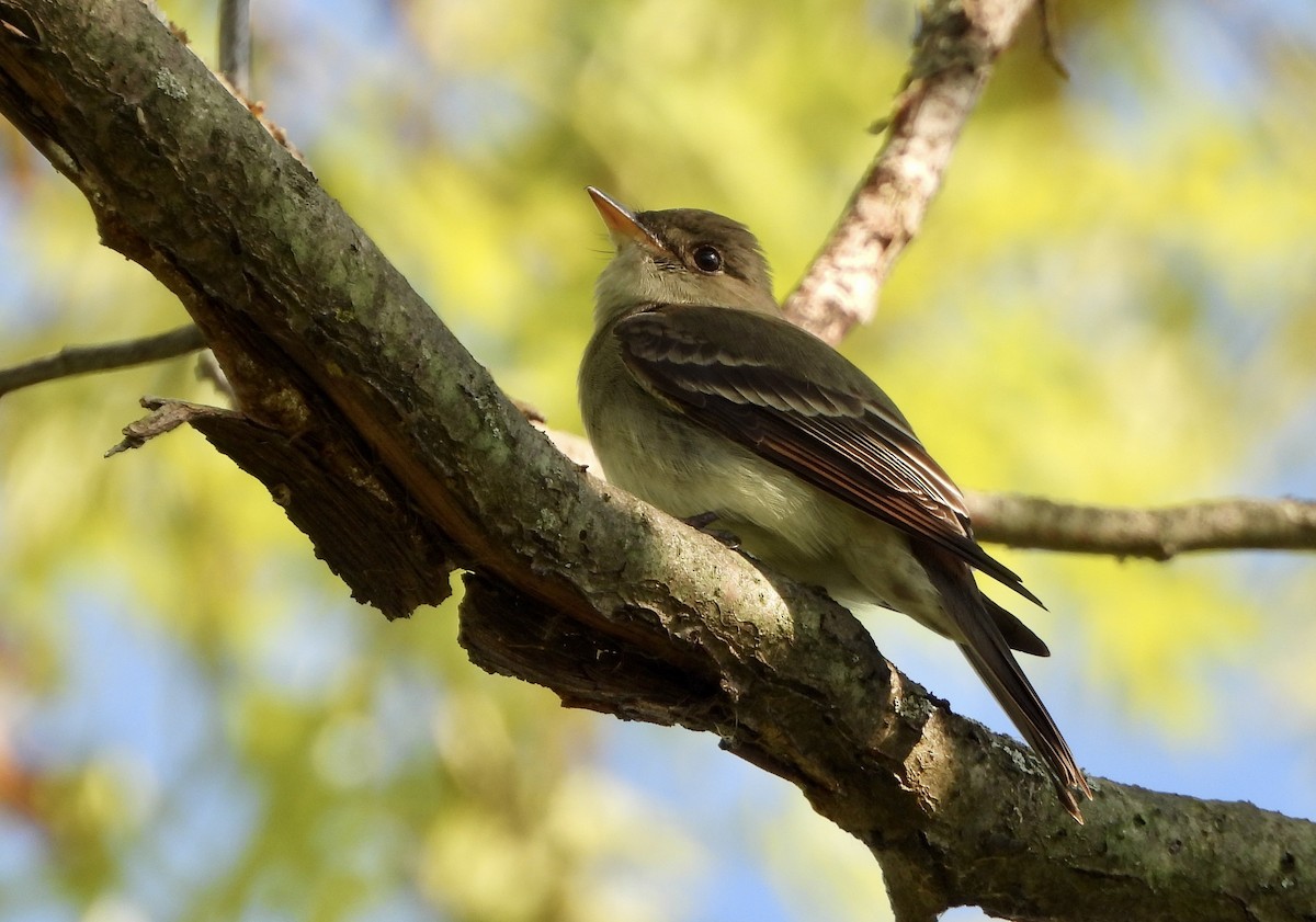 Eastern Wood-Pewee - Carolyn Lueck