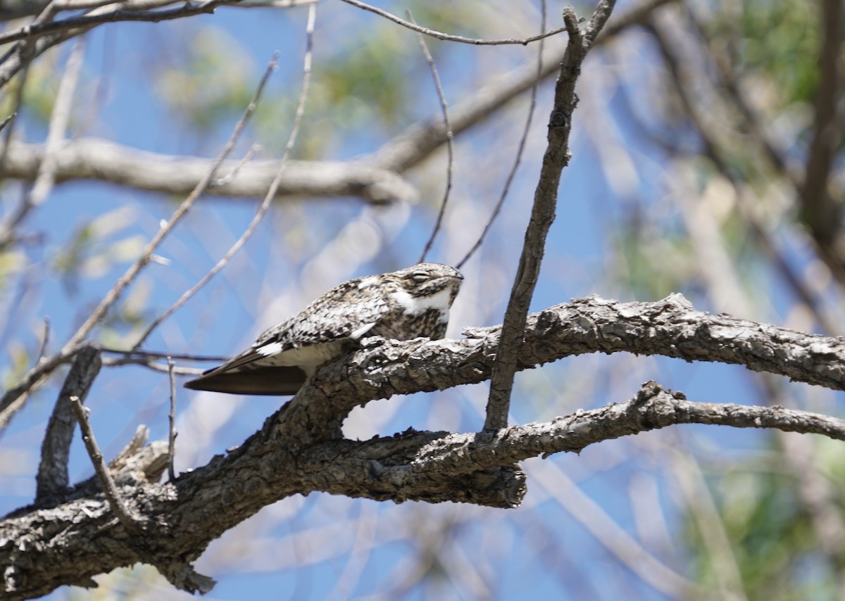 Common Nighthawk - ML619208913