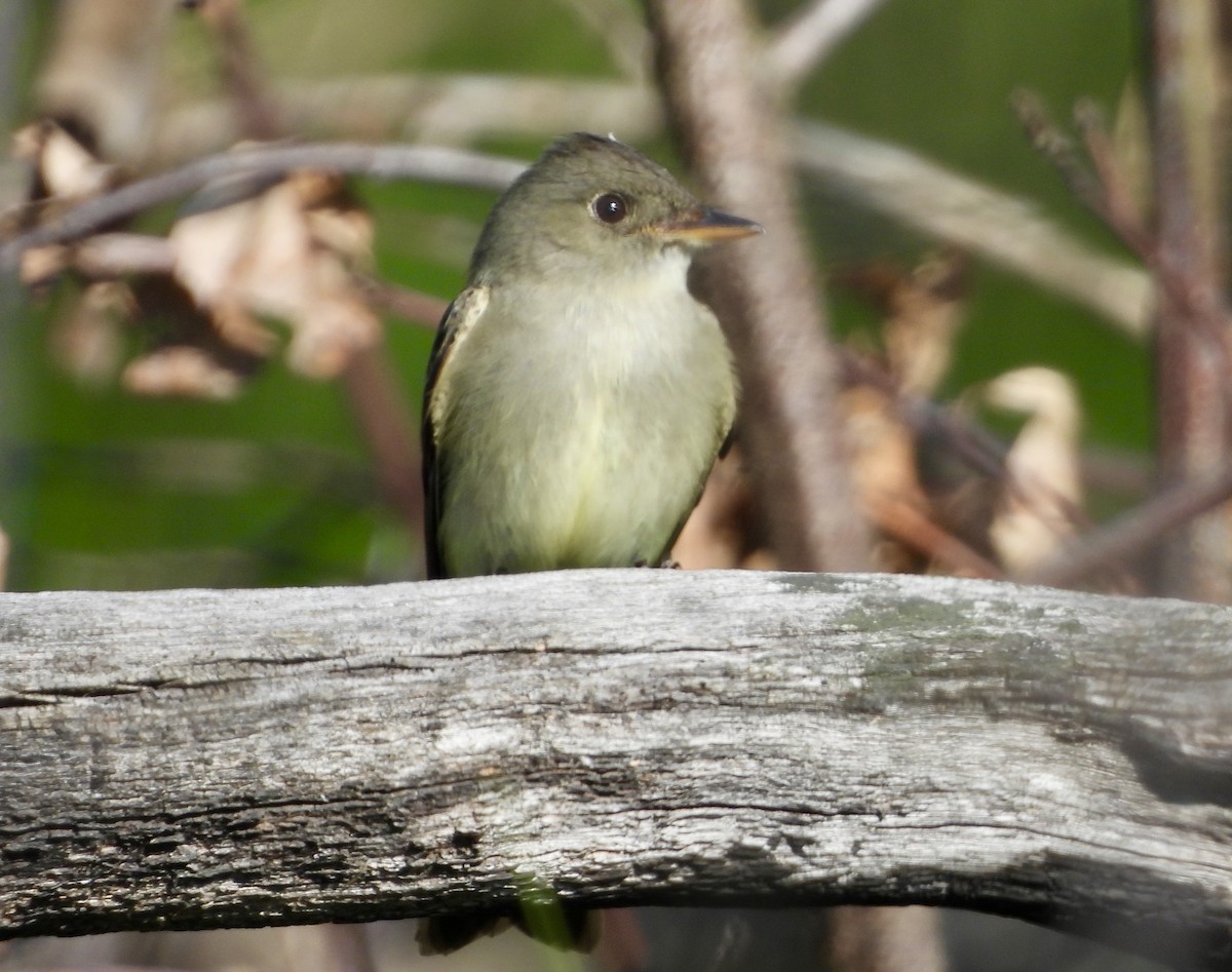 Eastern Wood-Pewee - Carolyn Lueck