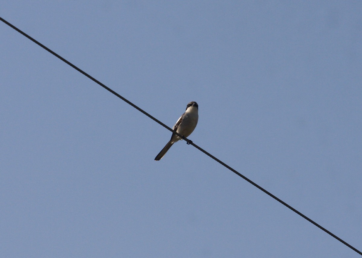 Loggerhead Shrike - William Clark