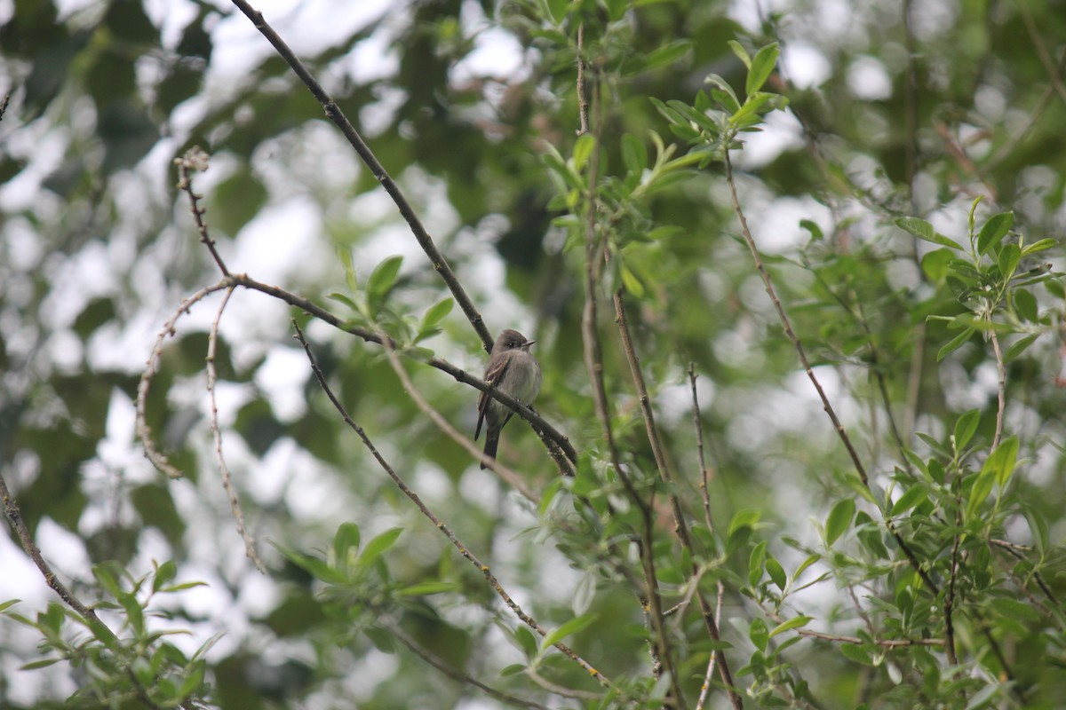 Western Wood-Pewee - Alex Young