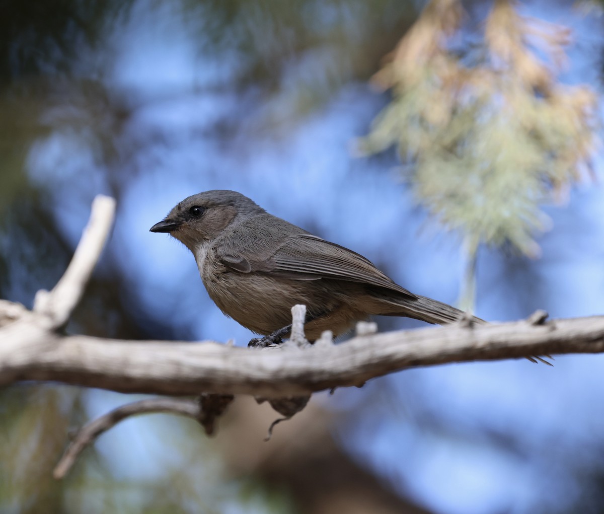 Bushtit - ML619208945