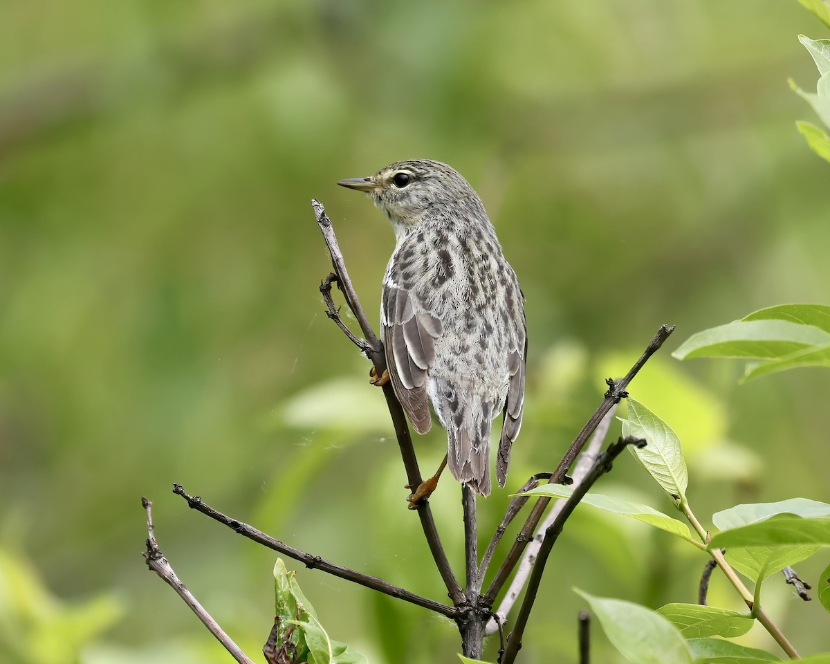 Blackpoll Warbler - Debbie Kosater