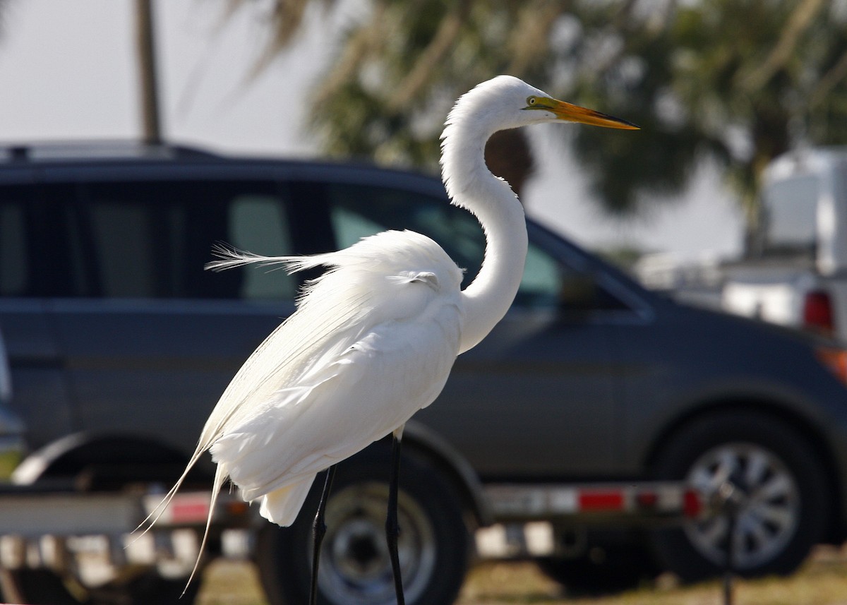 Great Egret - William Clark