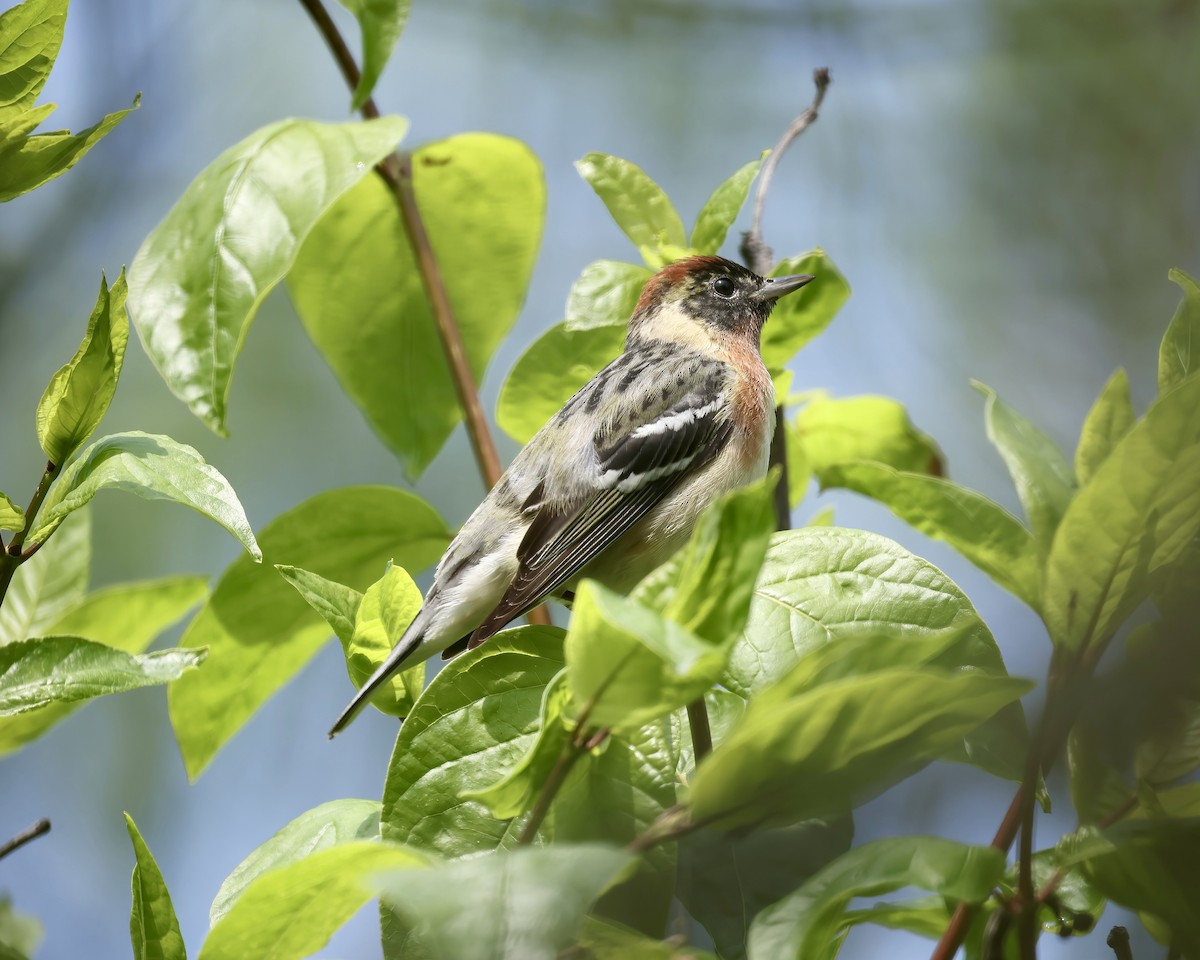 Bay-breasted Warbler - Debbie Kosater