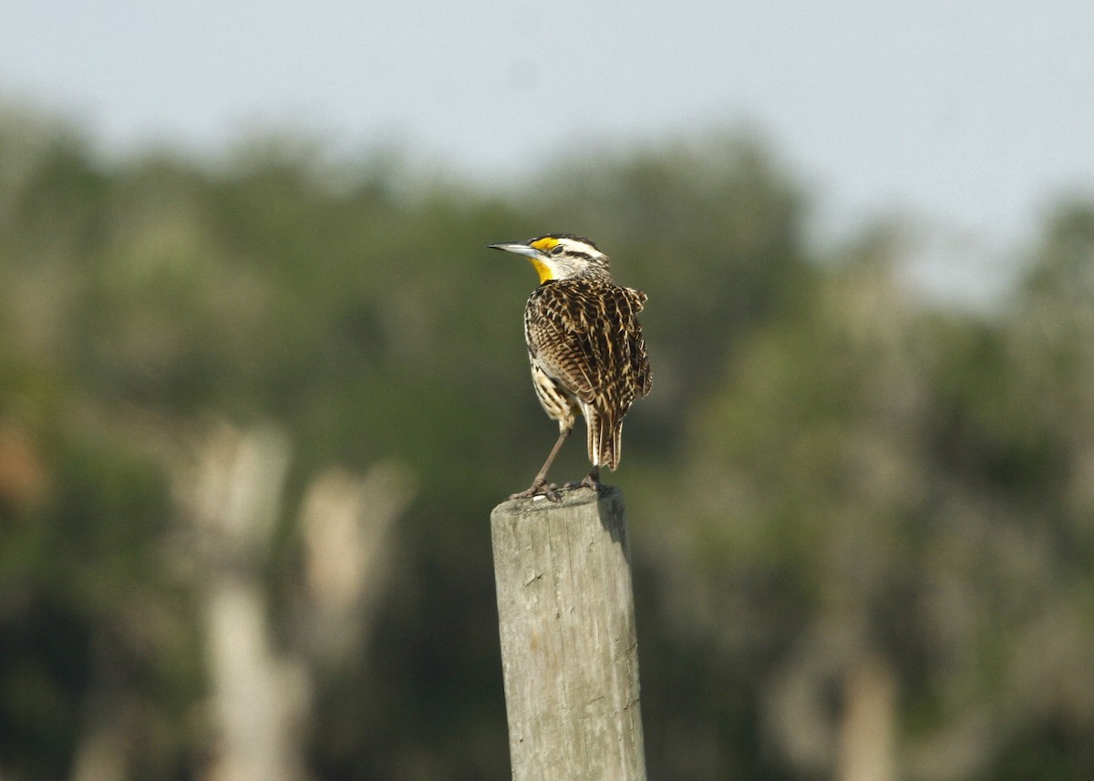 Eastern Meadowlark - William Clark