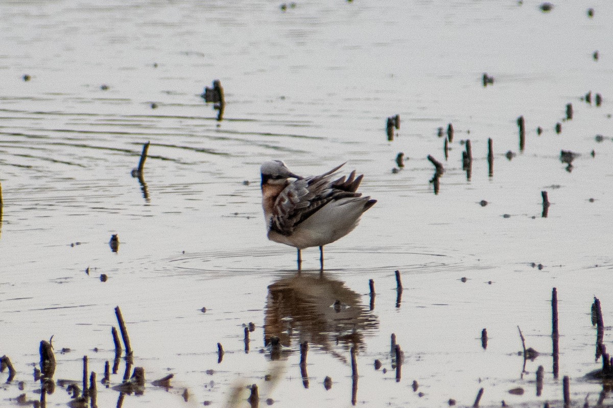 Wilson's Phalarope - Dawn S