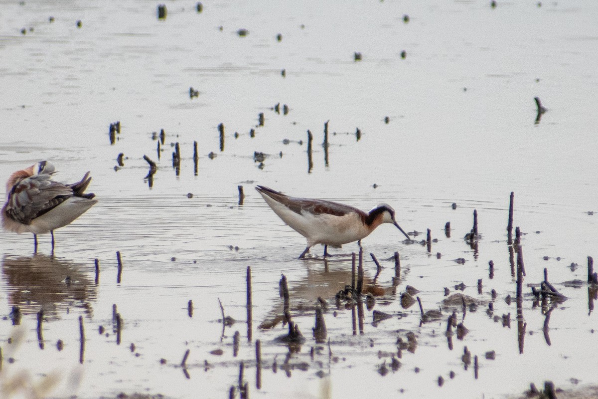 Wilson's Phalarope - Dawn S