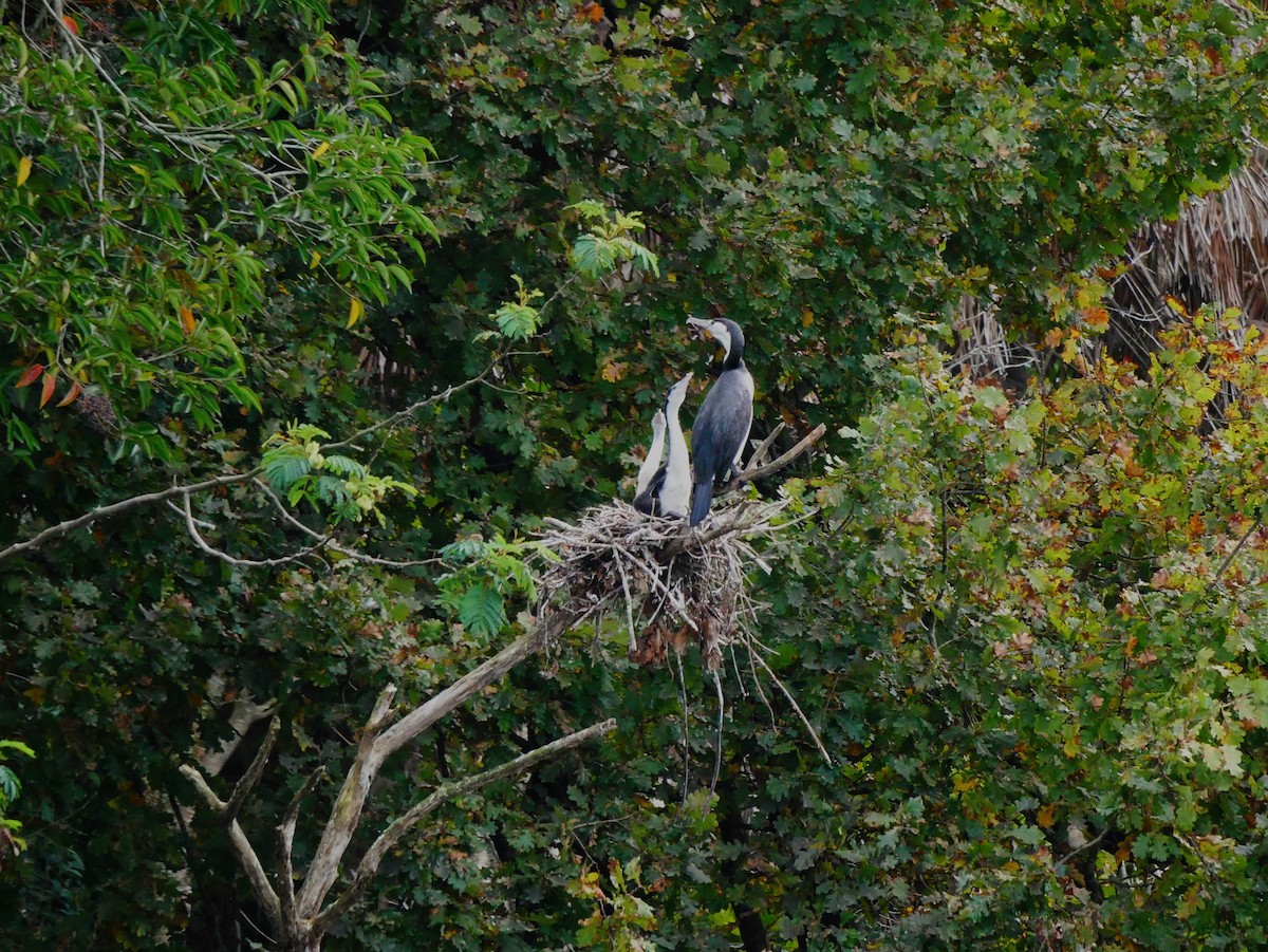 Pied Cormorant - ML619208991