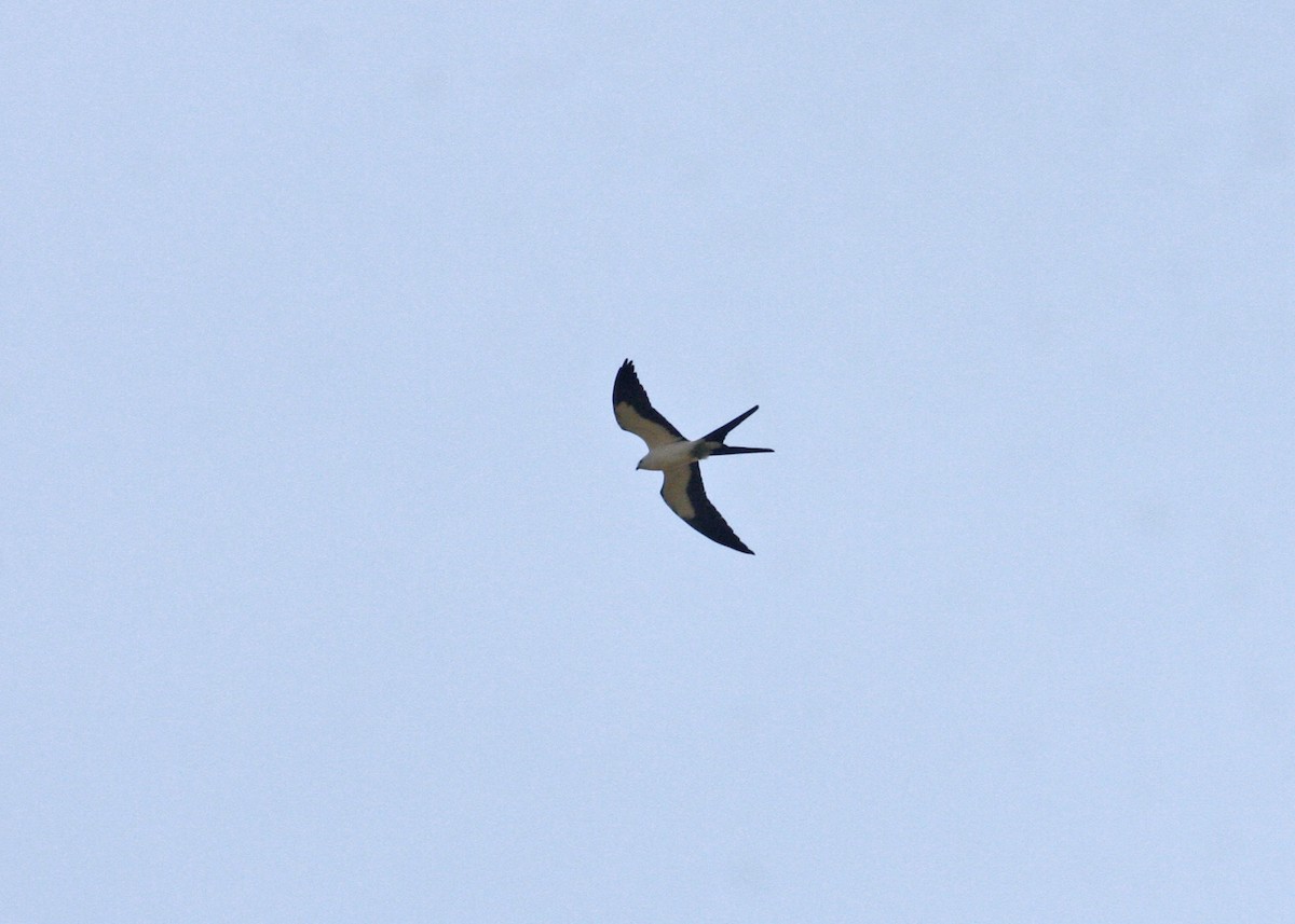 Swallow-tailed Kite - William Clark