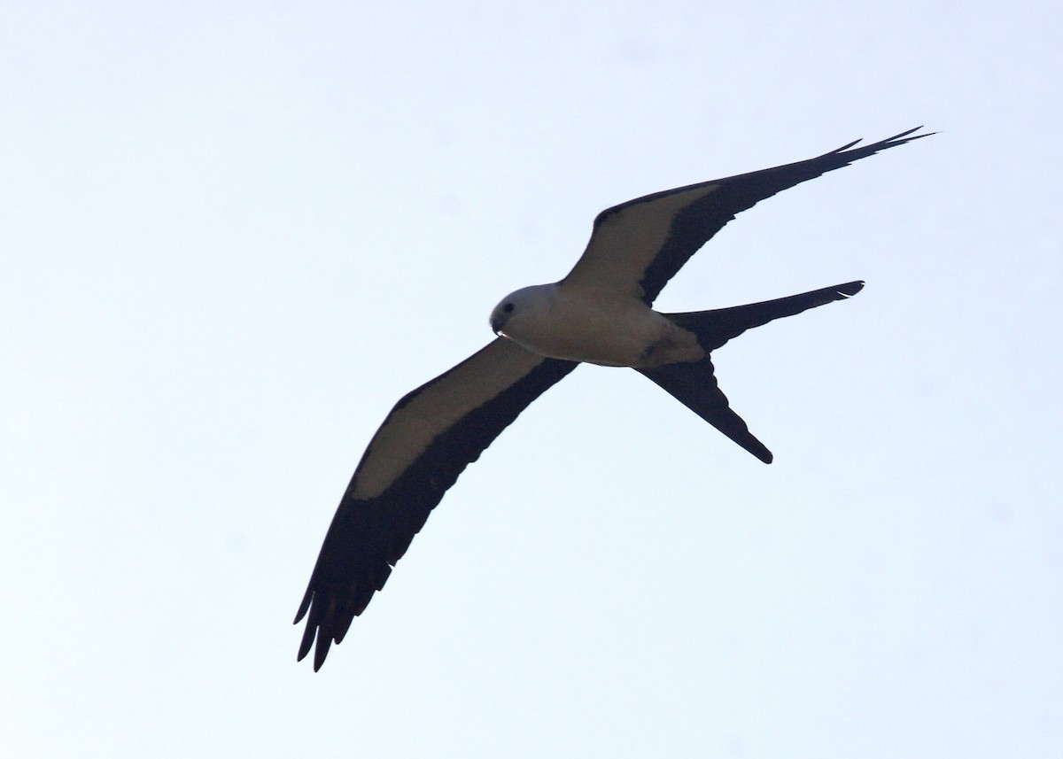 Swallow-tailed Kite - William Clark