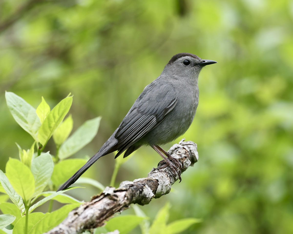 Gray Catbird - Debbie Kosater