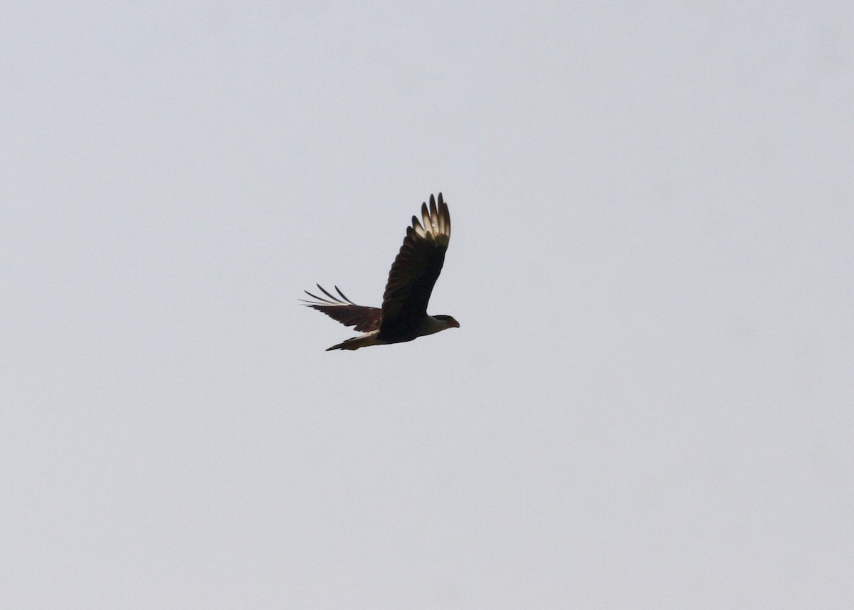 Crested Caracara (Northern) - William Clark