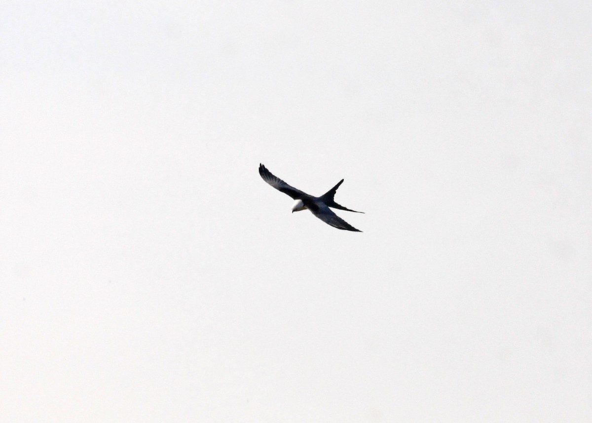 Swallow-tailed Kite - William Clark