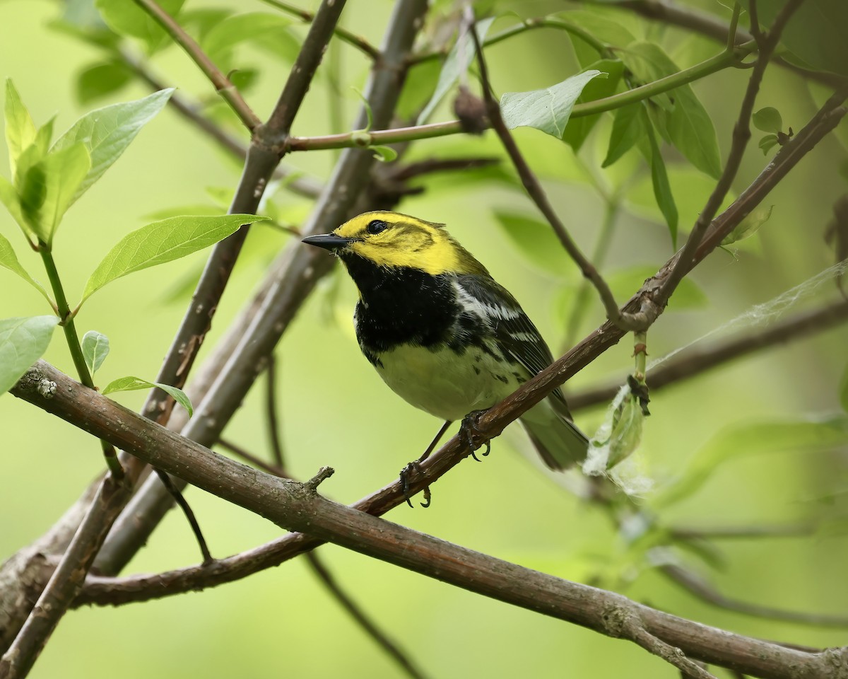 Black-throated Green Warbler - Debbie Kosater