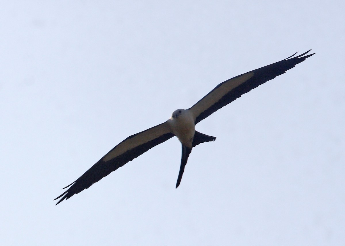 Swallow-tailed Kite - William Clark