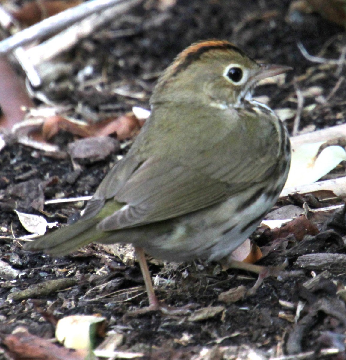 Ovenbird - Samuel Harris