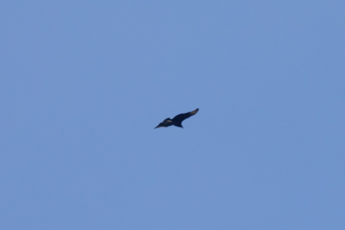 Black Vulture - ML619209036