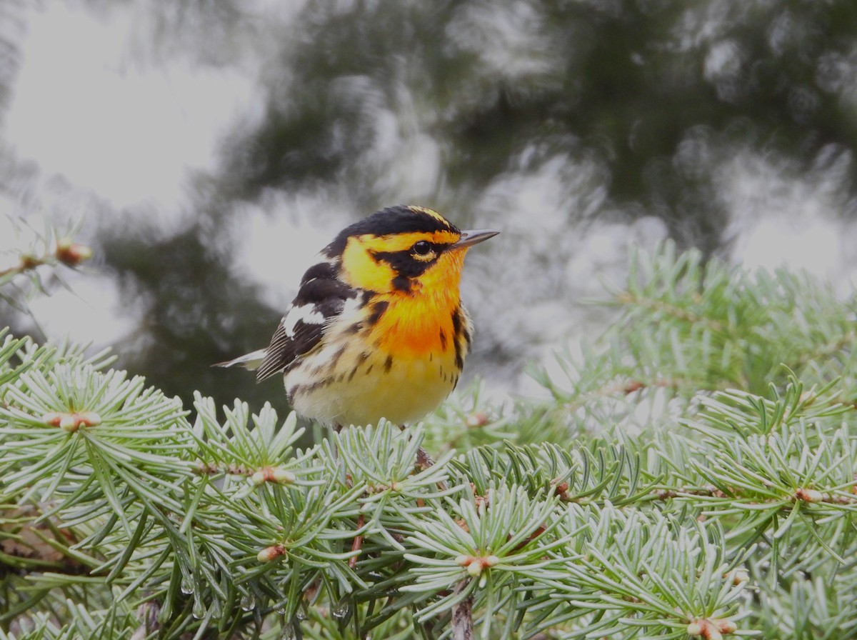 Blackburnian Warbler - ML619209060