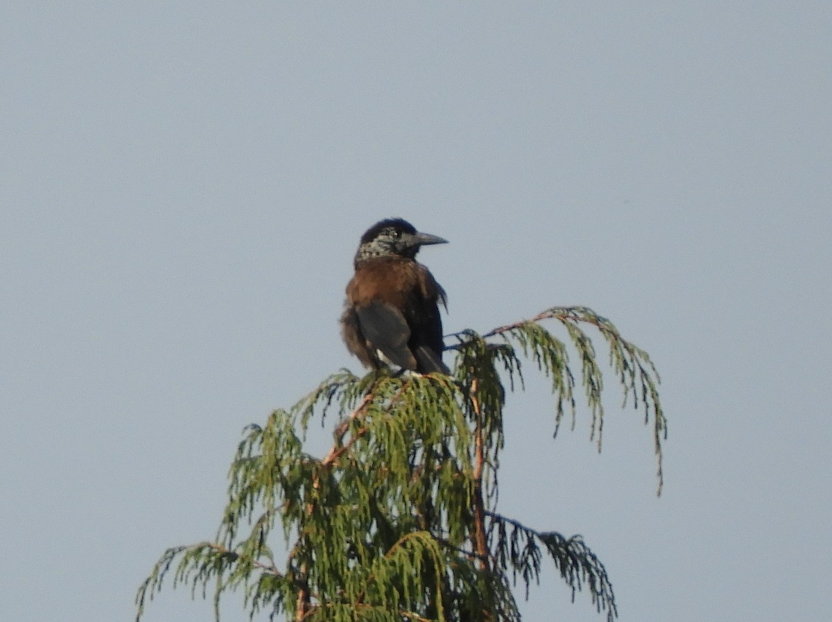 Eurasian Nutcracker - Maureen Blackford