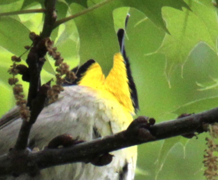 Common Yellowthroat - Samuel Harris