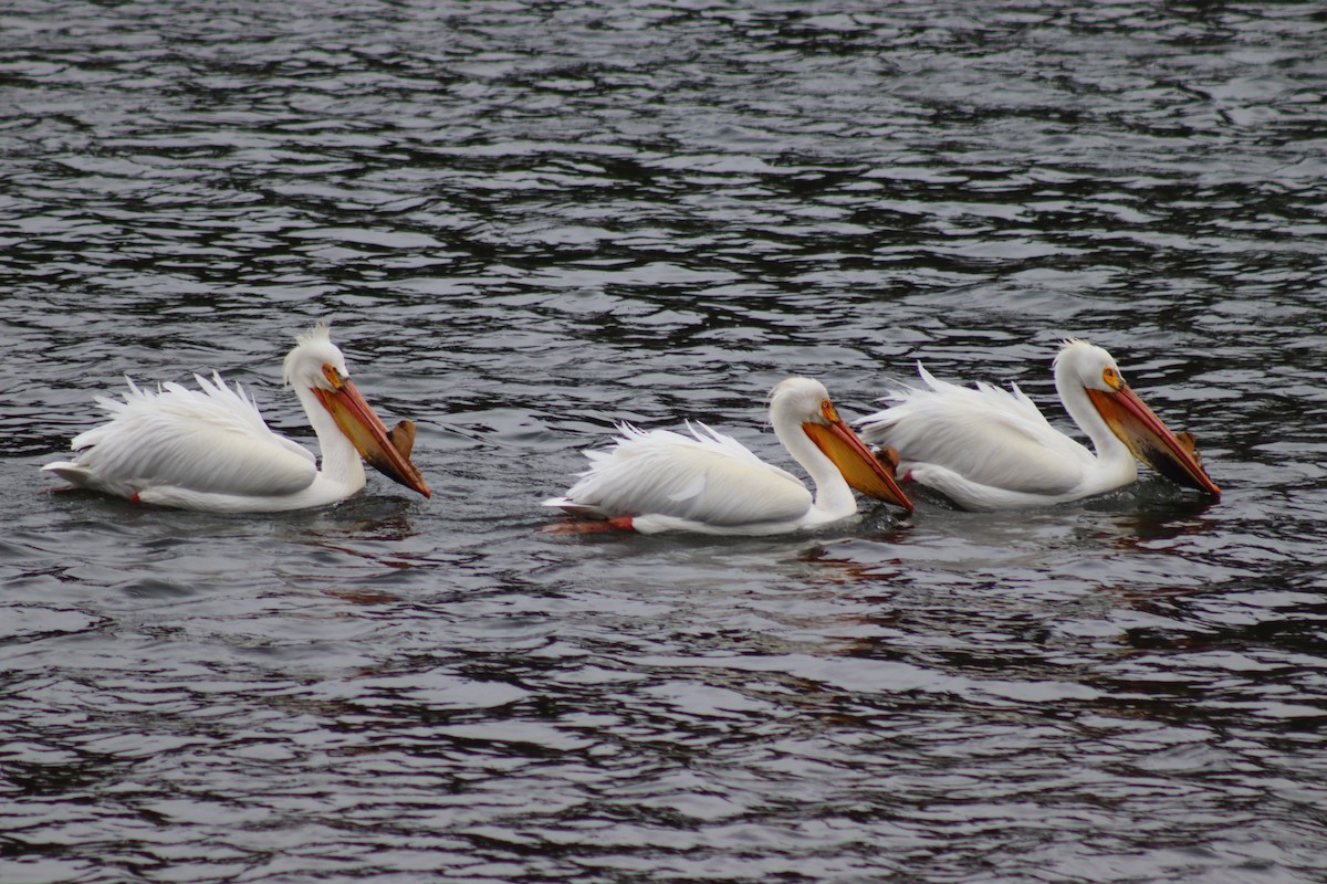 American White Pelican - ML619209091