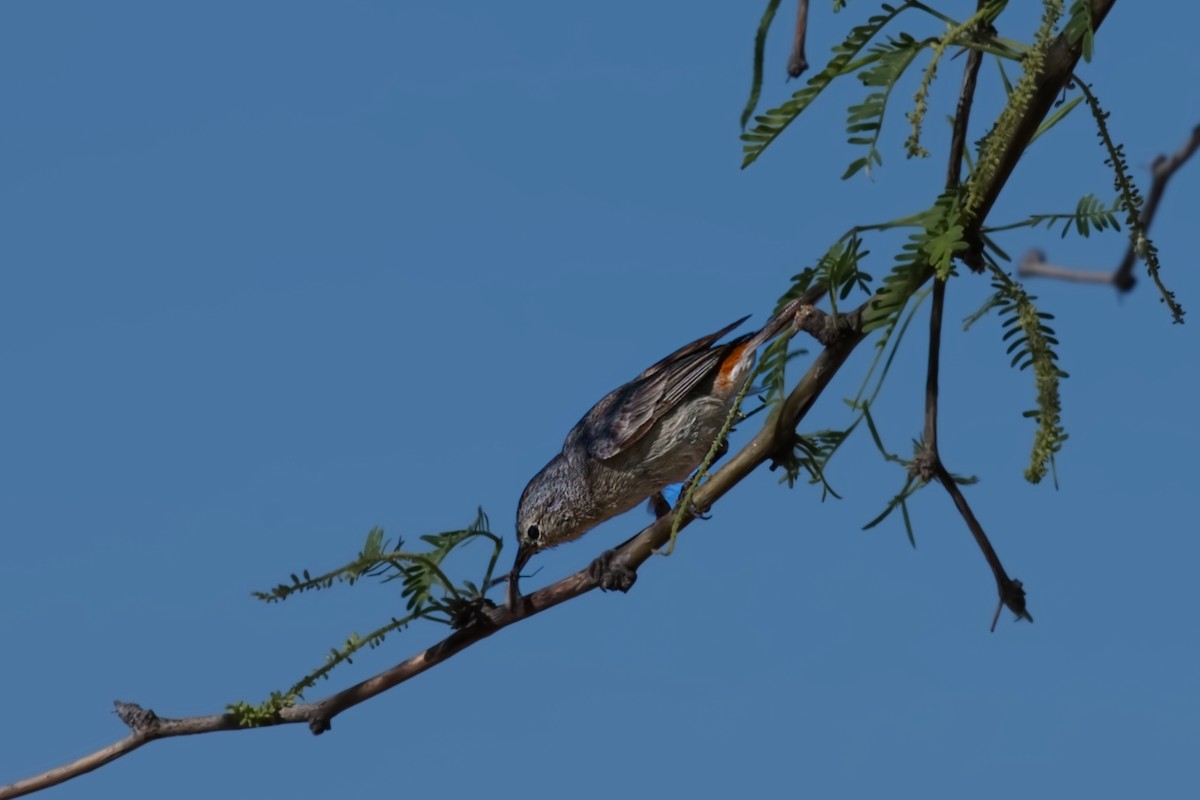 Lucy's Warbler - Neal Schneider