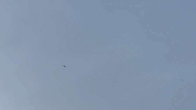 Common Swift - ML619209100