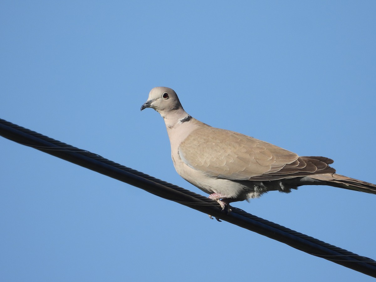 Eurasian Collared-Dove - Tom Wuenschell