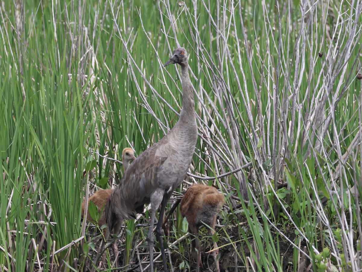 Sandhill Crane - Joanne Morrissey