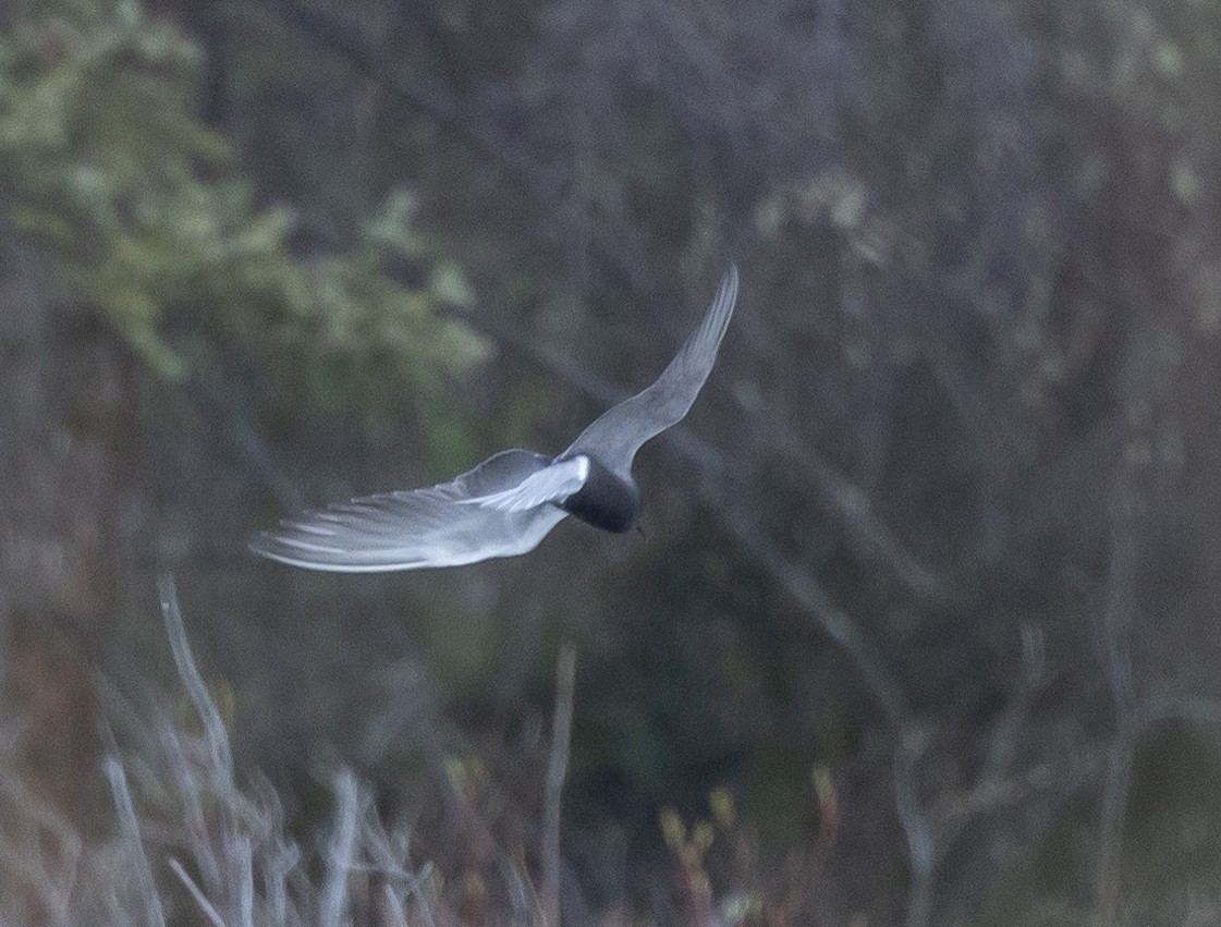 Black Tern - Caroline Lambert