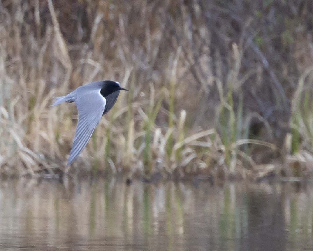 Black Tern - Caroline Lambert