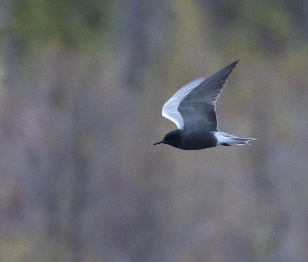 Black Tern - Caroline Lambert